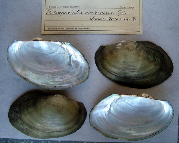 specimen