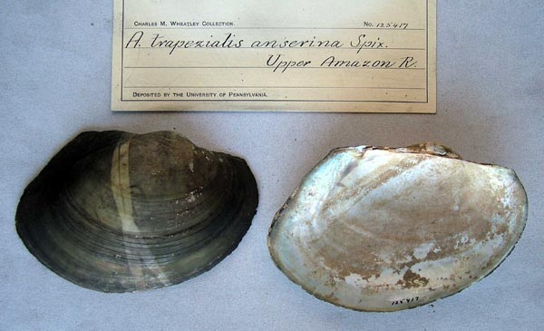 specimen