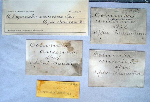 specimen