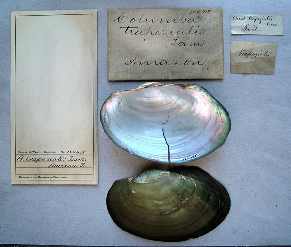 specimen