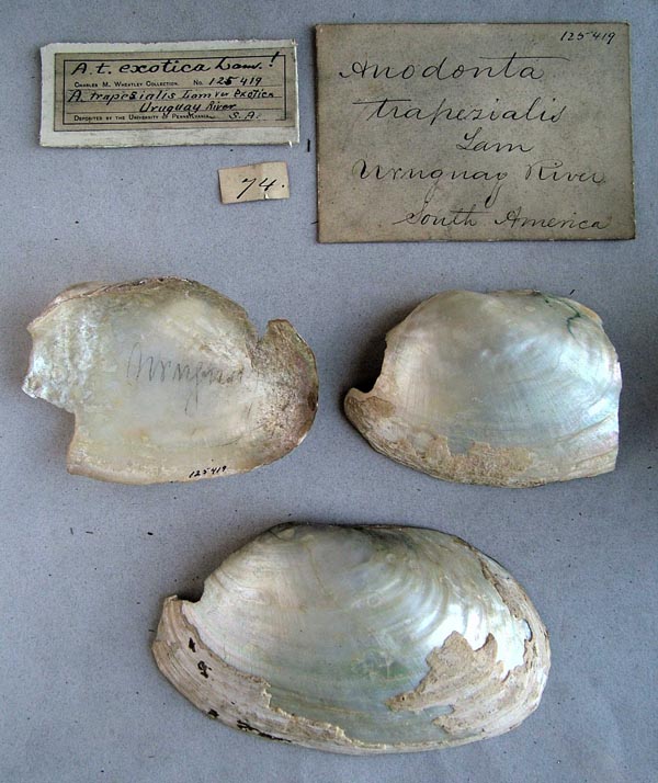 specimen