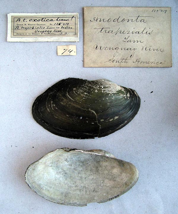 specimen