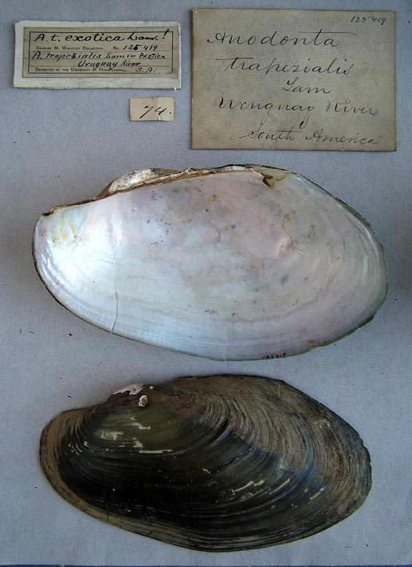 specimen