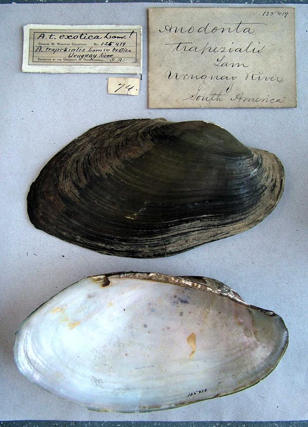 specimen