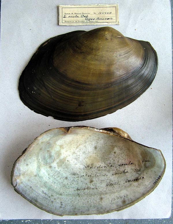 specimen