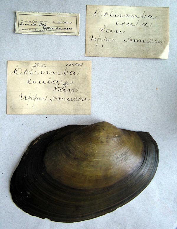 specimen