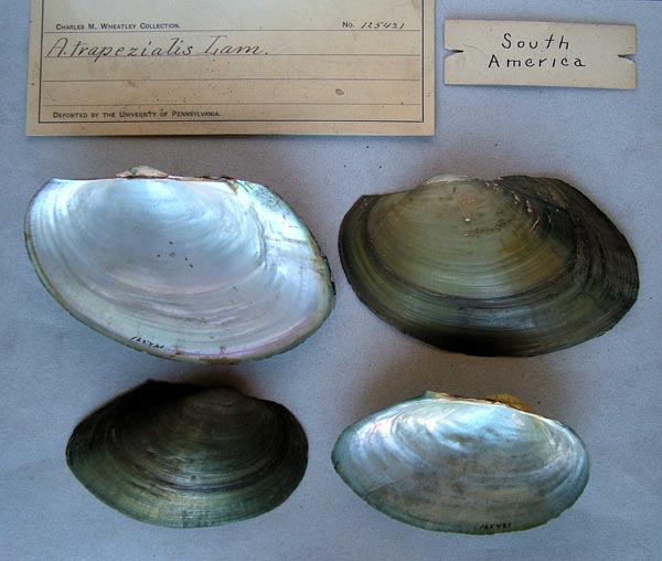 specimen