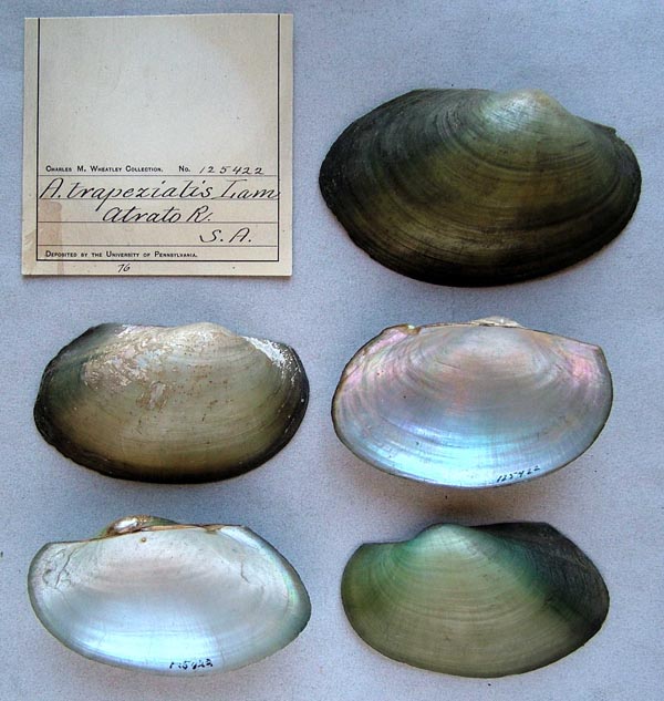 specimen