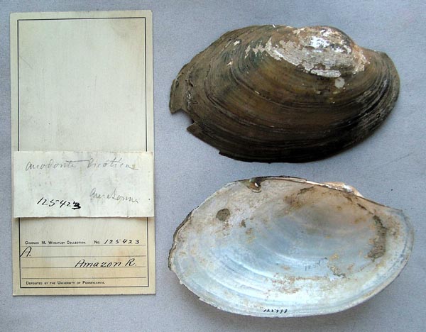 specimen