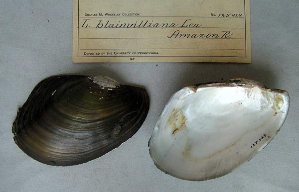 specimen