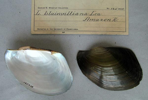 specimen