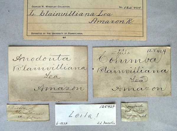 specimen