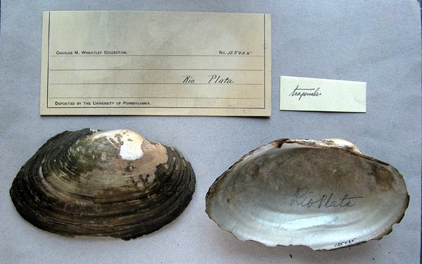 specimen