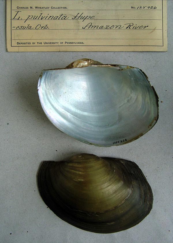 specimen