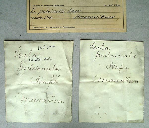specimen