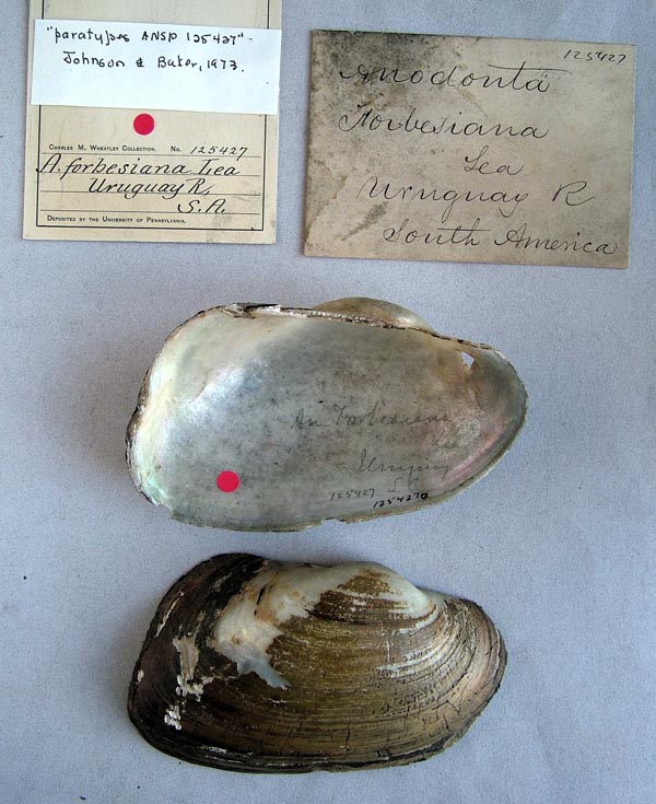 specimen