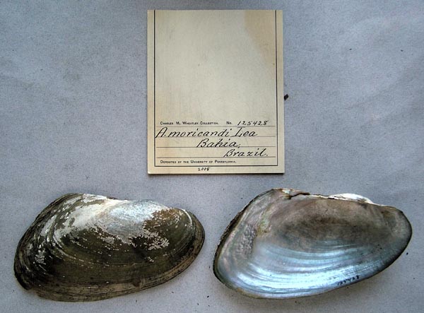 specimen