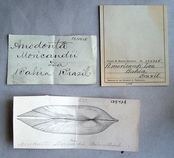 specimen