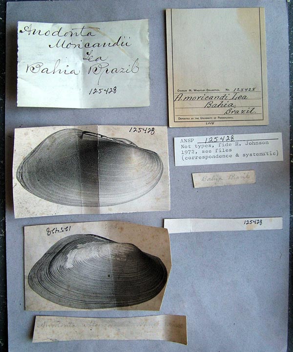 specimen