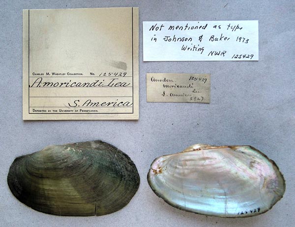 specimen