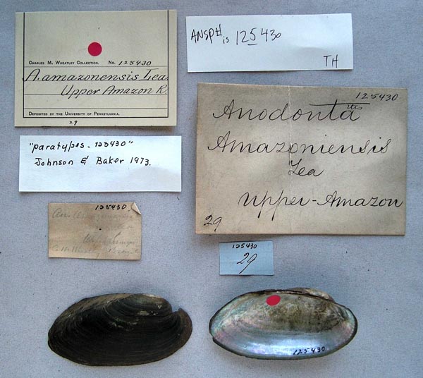 specimen