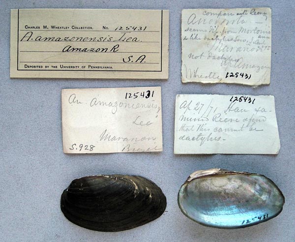 specimen