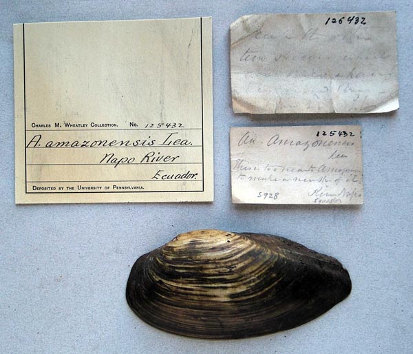 specimen