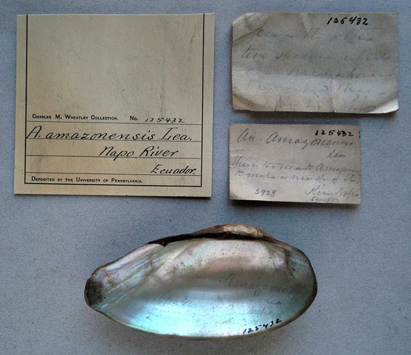 specimen