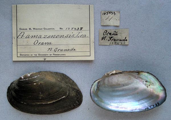 specimen
