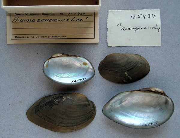 specimen