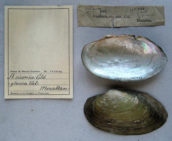 specimen