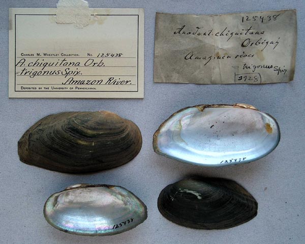specimen