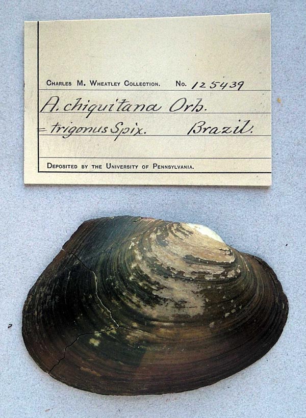 specimen
