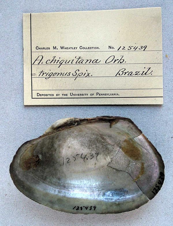 specimen
