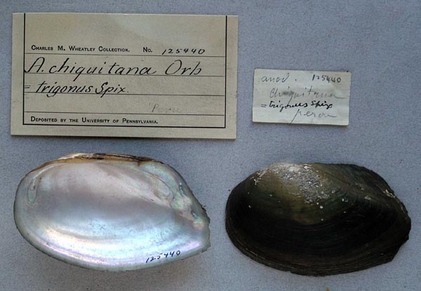 specimen