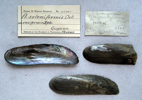 specimen