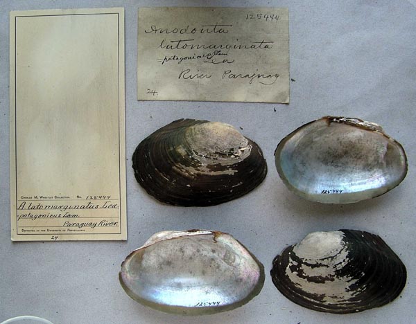 specimen