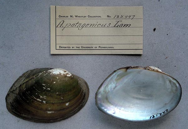 specimen