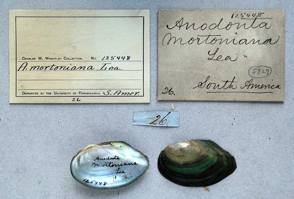specimen