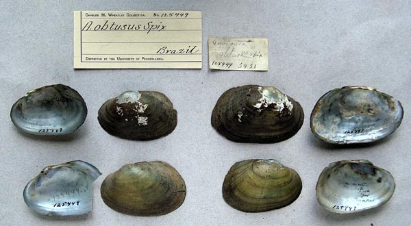 image of lot ANSP_125449 image of lot ANSP_125449