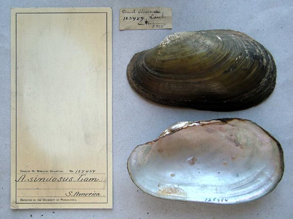 specimen
