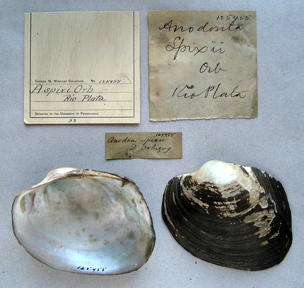 specimen
