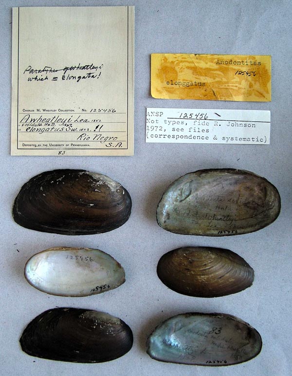 specimen