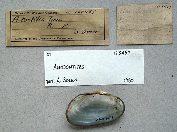 specimen