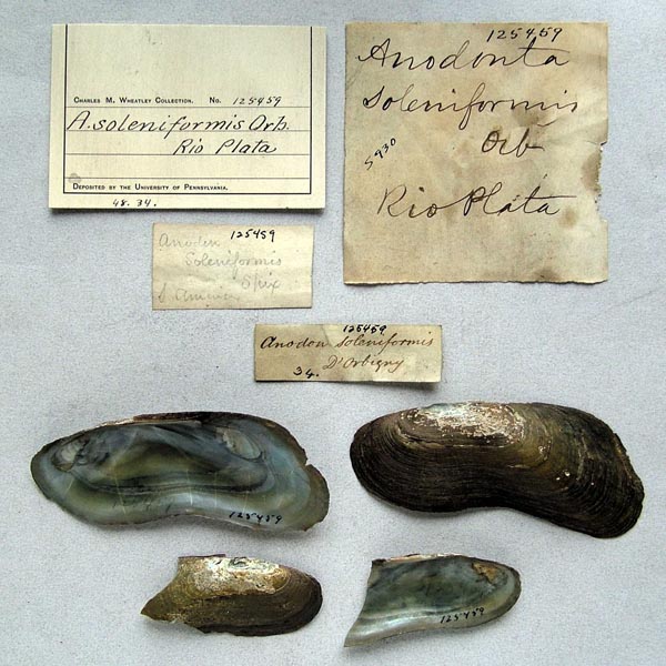 specimen