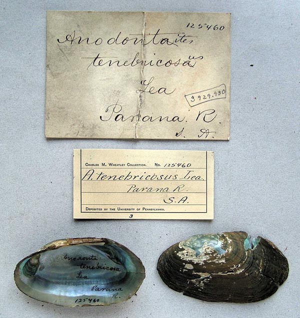 specimen