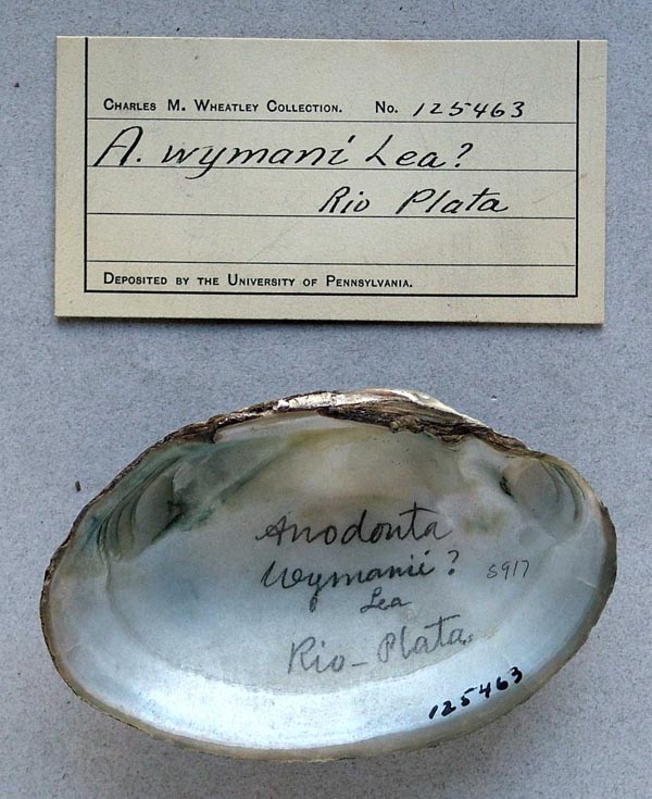 specimen