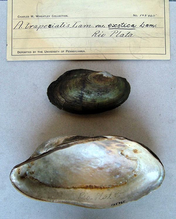 specimen