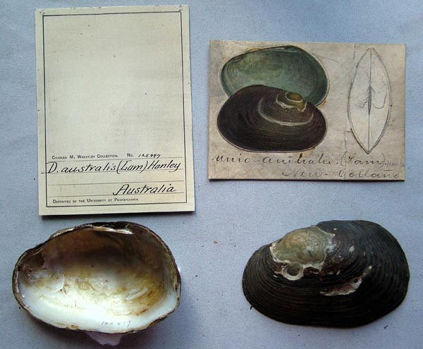 specimen