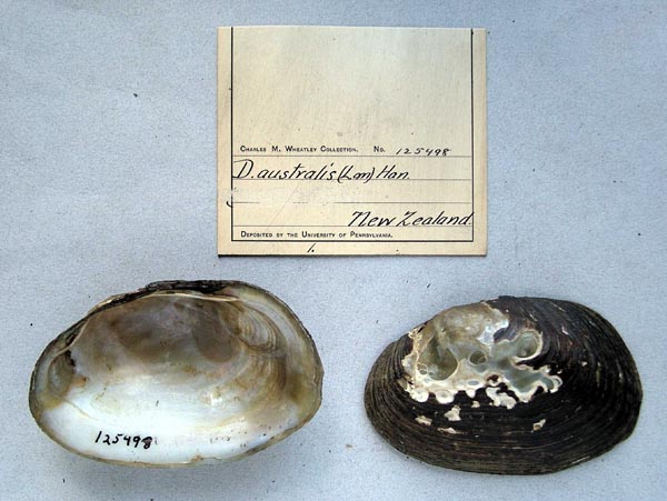 specimen